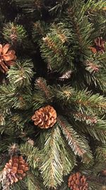 Ель с шишками «Снежная королева зелёная» (Пвх) 240 см / 2.4 м