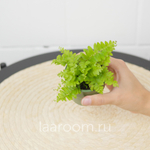 Нефролепсис d6