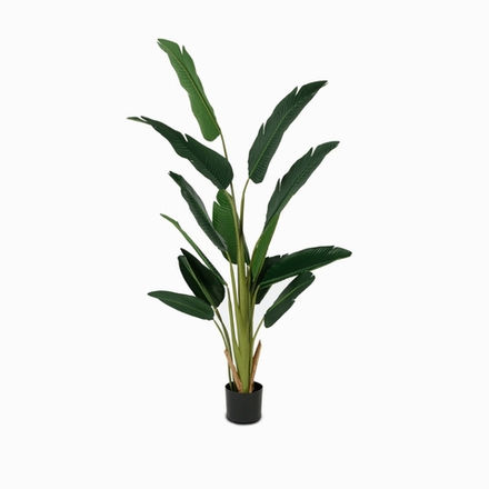 Банановое дерево куст высота 180 см