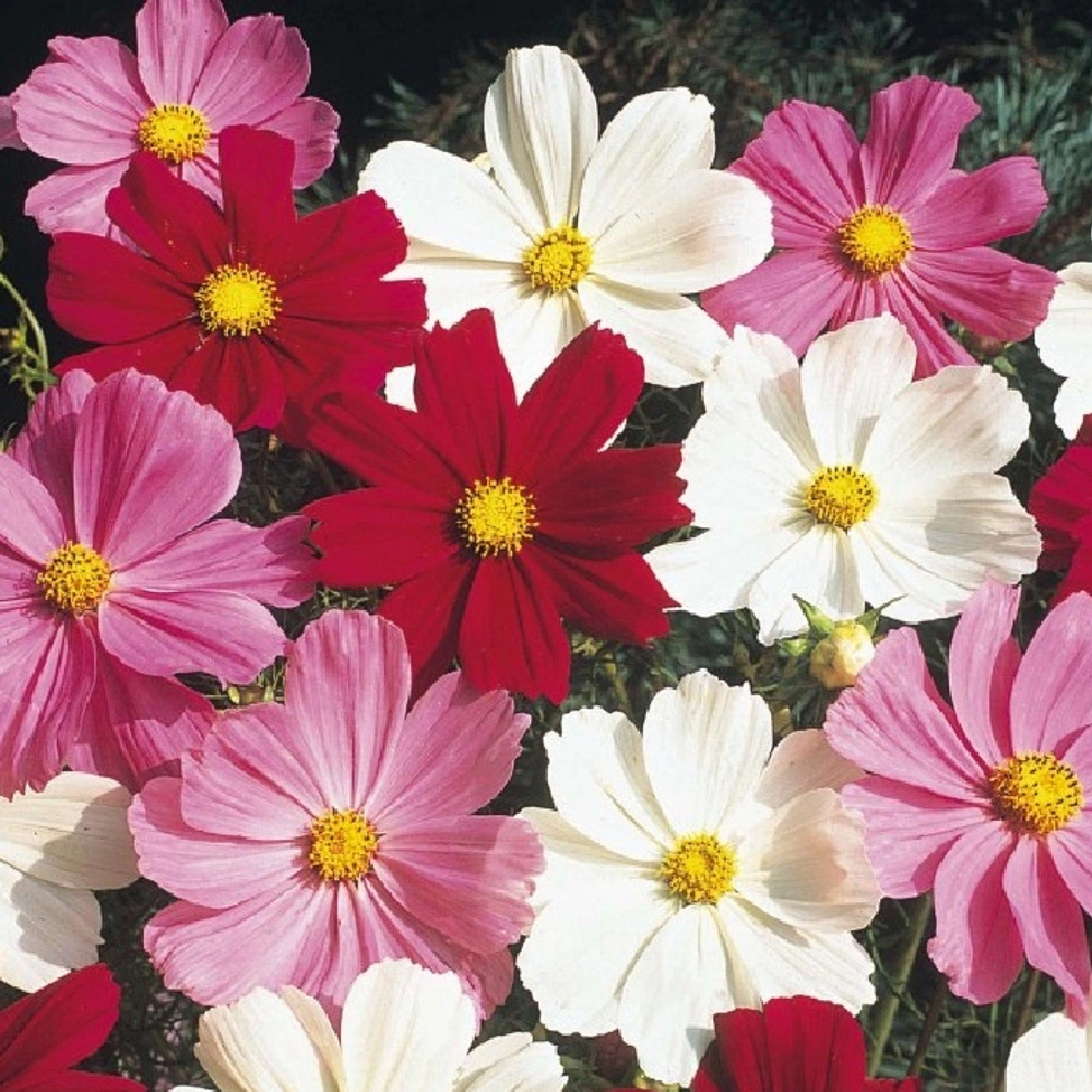 КОСМЕЯ Сенсация, смесь (0,5г) Цв.пак.(10шт)