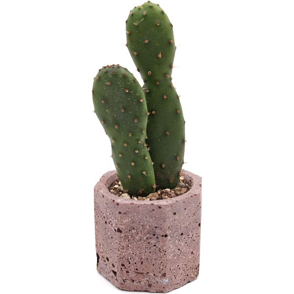 Опунция Монаканта