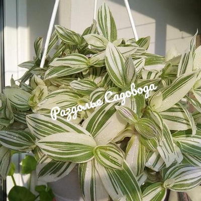 Традесканция Альба (подвесное кашпо 4.2л)