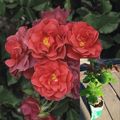 Роза Синко де Майо флорибунда саженец с ЗКС.