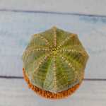 Euphoria Obesa (Эуфорбия)