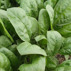 СВ 2157 ВБ F1 семена шпината (Seminis / Семинис)