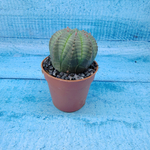 Euphoria Obesa (Эуфорбия)