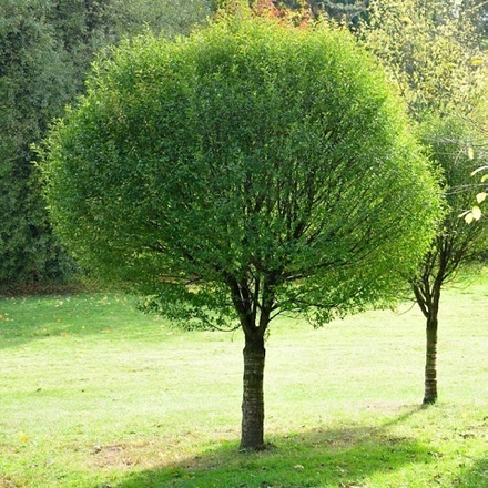 Ива шаровидная