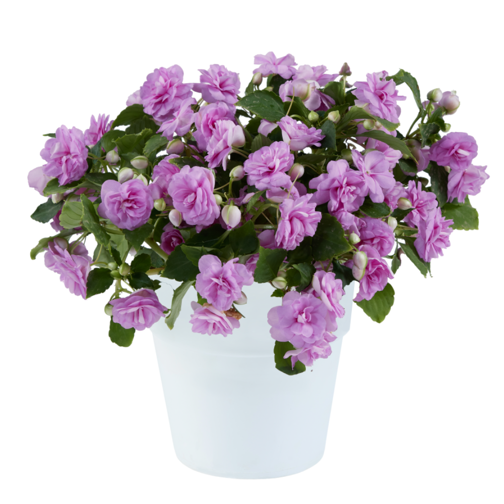 ЕВРО Бальзамин махровый Mузыка Лавендер укорененный черенок декабрь