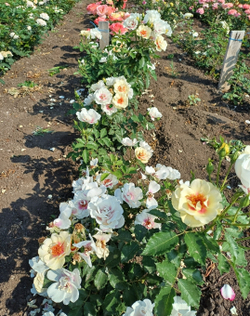 БУЛС АЙС (Bull's Eye )(Pejamore)