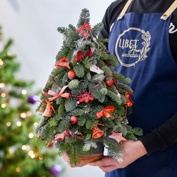 Елка из нобилиса в керамической вазе