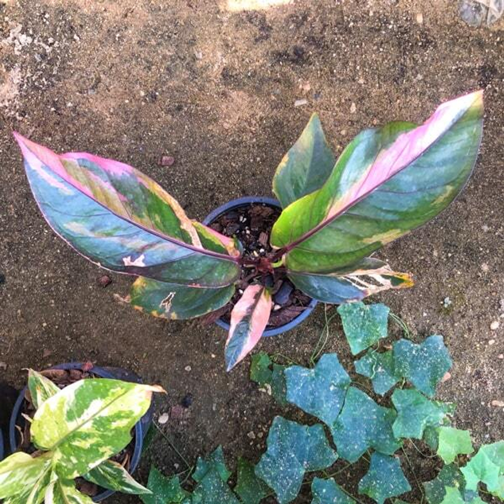 Антуриум VAR PINK MIX (N70)