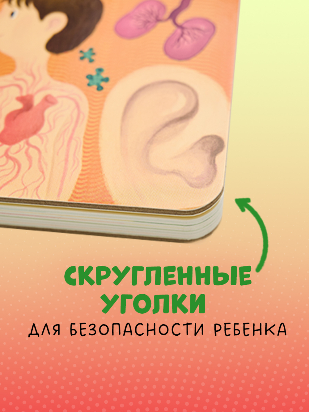 Книжка с окошками. Тело человека