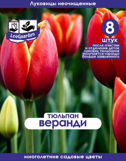 Тюльпан Луковица, Веранди, 8+ шт