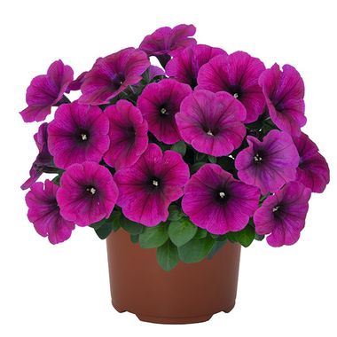 32305 Петуния SWEETUNIA NEON (ВЕСНА 2025)