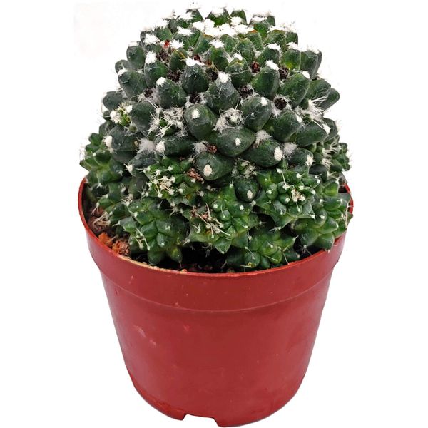 Маммиллярия монстроза (кластер) (Mammillaria monstrosa)