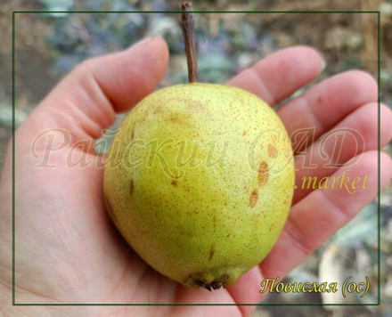 Груша Повислая