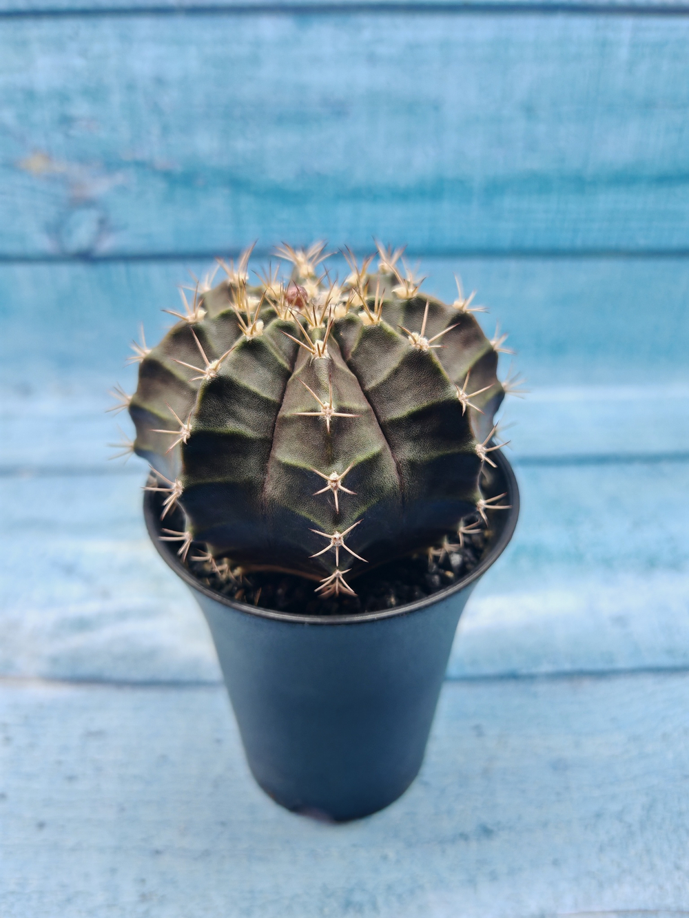 Gymnocalycium Mihanovichii black (Гимнокалициум)