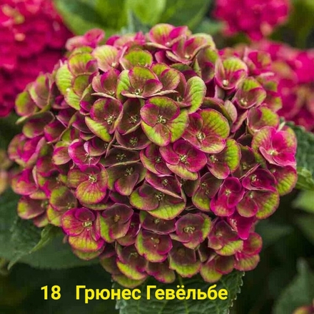 Grunes Gewolbe/Грюнес Гевёльбе(Стандарт поставки Р9)2025г.