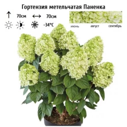 Паненка «Panenka» С3