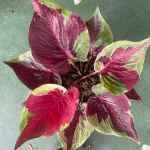 Каладиум LEGACY