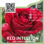 Роза чайно-гибридная "Red Intuition"