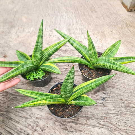 Сансевиерия MARSHA ANJANI VAR