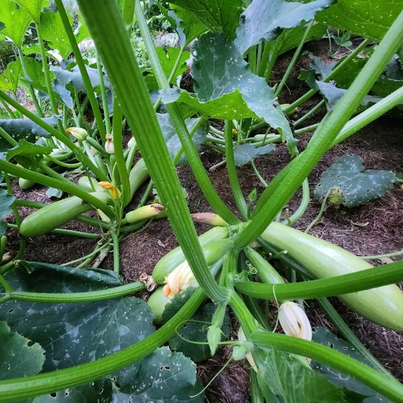 Арал F1 семена кабачка (Sakata / ALEXAGRO) культура – фото 4