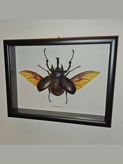 Жук Megasoma acteon в рамке