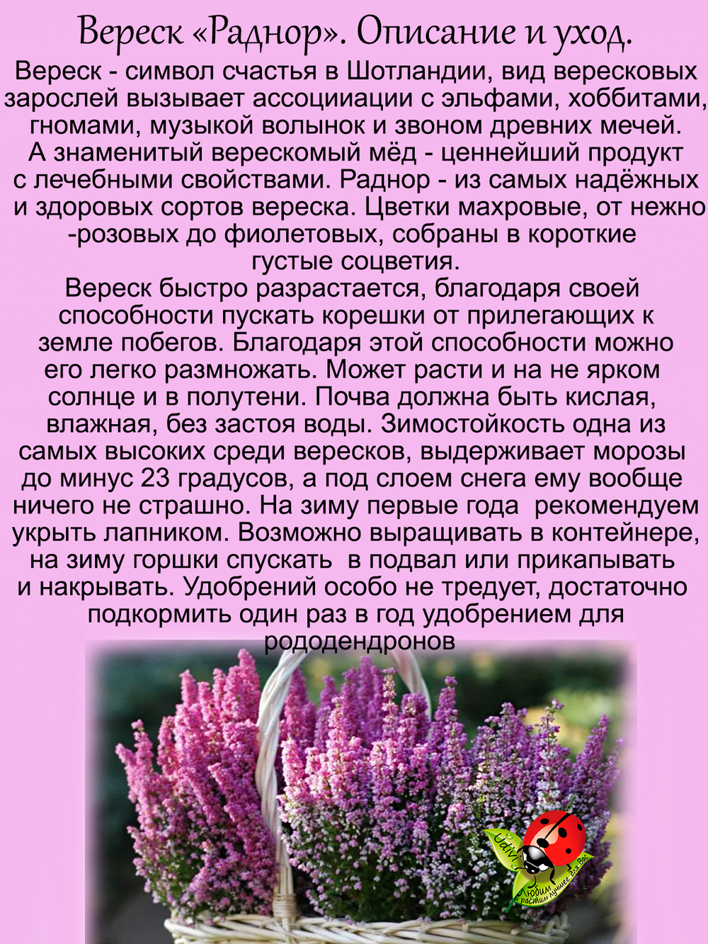 Вереск Раднор зимостойкий