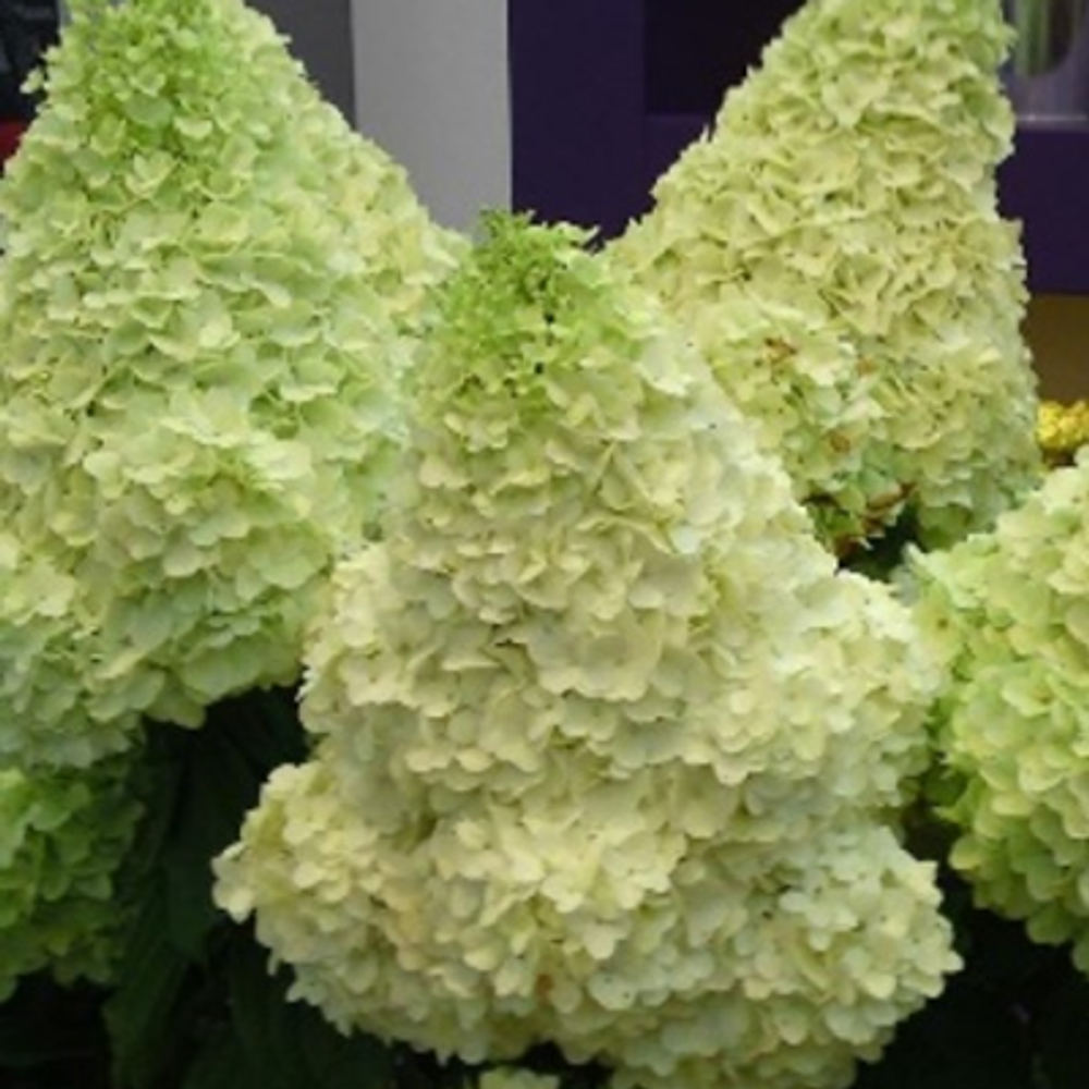 Меджикал мунлайт "Magical Moonlight" С1.5