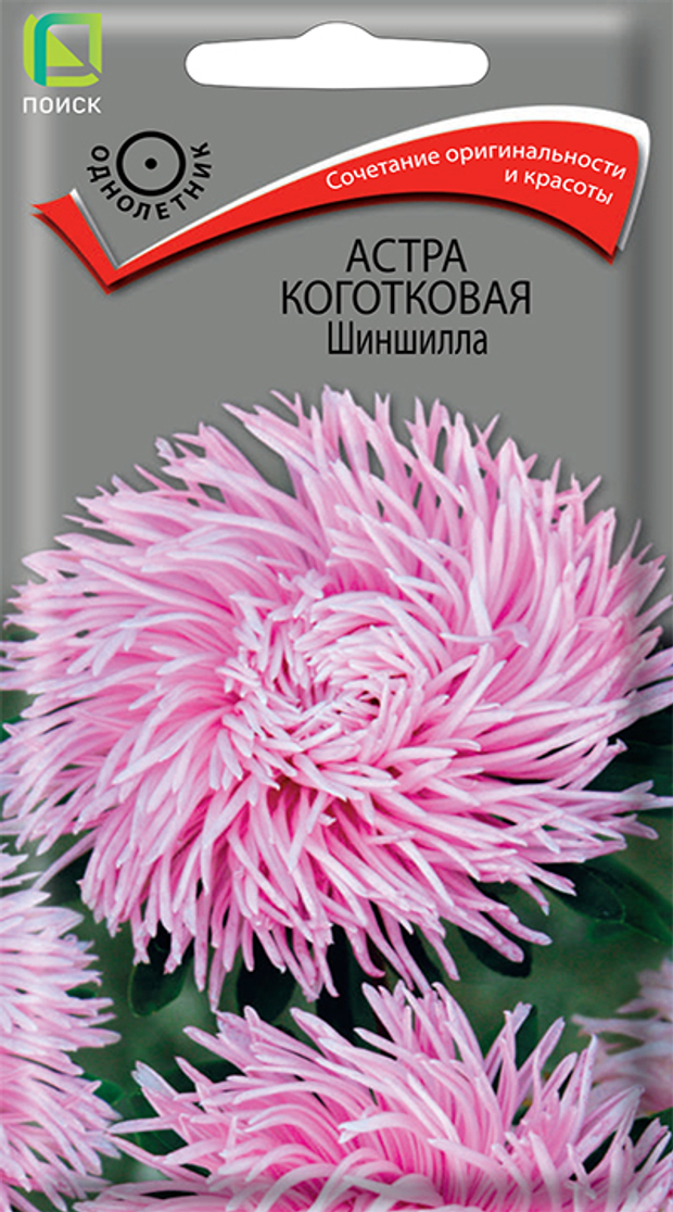 Астра коготковая Шиншилла