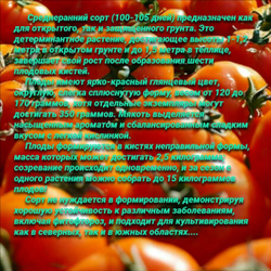 Томат Мамонтенок (5семян). Семена Алтая.