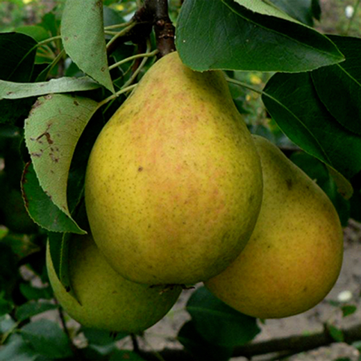 Груша Красавица Черненко (Русская красавица) С5 Закупка М69 июнь 2026