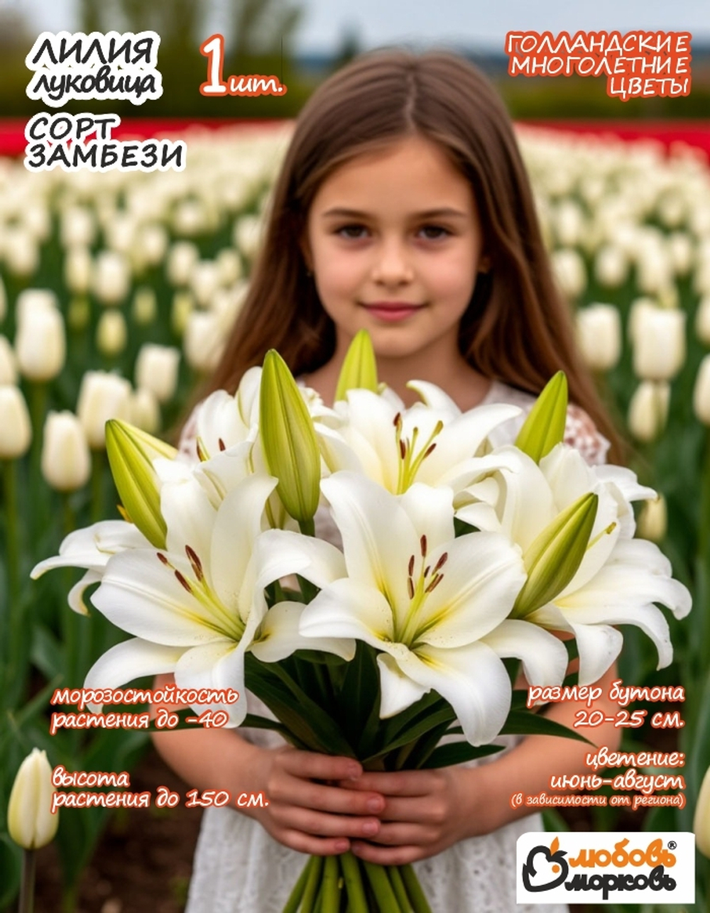 Лилия Луковица, Замбези, восточная, разбор 22/24, 1 шт