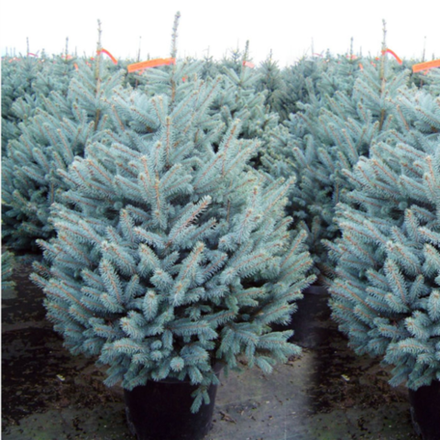 Ель колючая (голубая) Фат Альберт С2 20-25