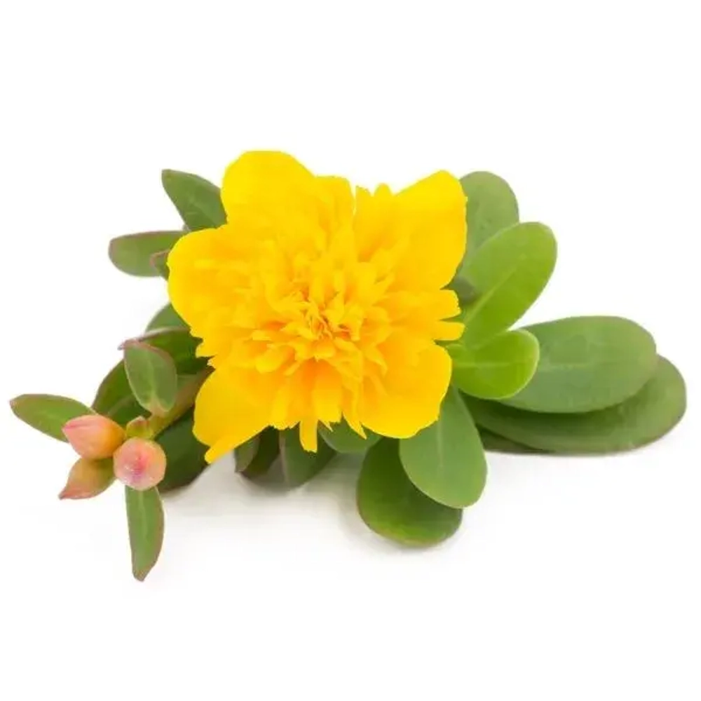 Портулак ампельный Double yellow