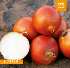 Валеро F1 семена лука репчатого (Nunhems / Нюнемс)
