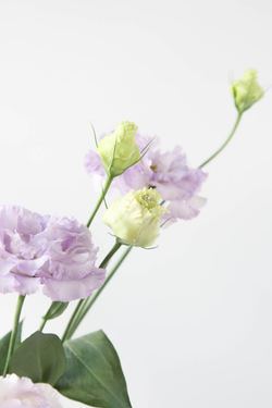 Монобукет Эустома