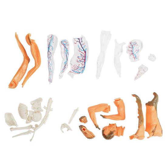 Игрушка опыты тело человека IQ Эксперимент