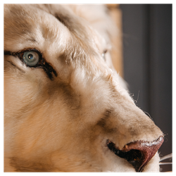 Реплика головы «Африканский лев»