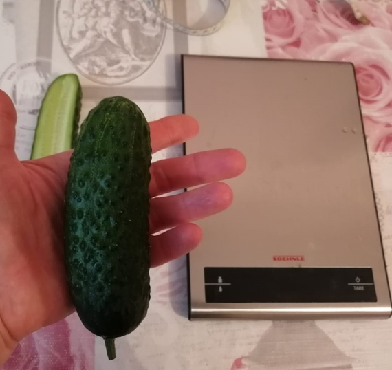 4097 F1 семена огурца партенокарпического (Seminis / Семинис) продукт – фото 11