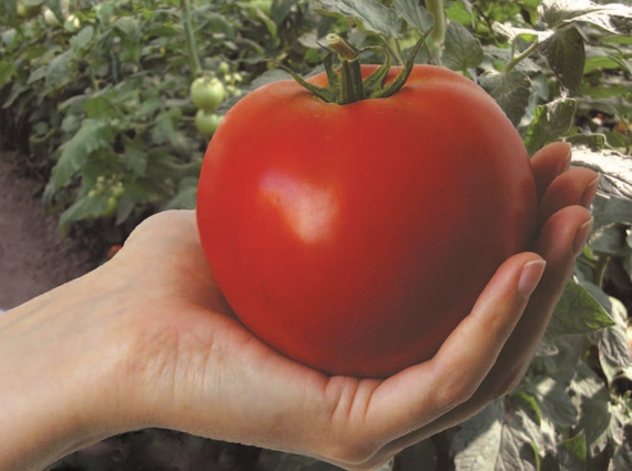 Махитос F1 семена томата индетерминантного (Rijk Zwaan / Райк Цваан) – фото 3