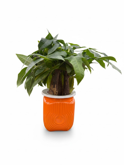 Пахира Little Forest Space Cup Three-Branch д.11 оранж