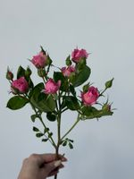 Кустовая роза в розовом оттенке