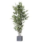 Фикус Бенджамина пестрый 215 см.