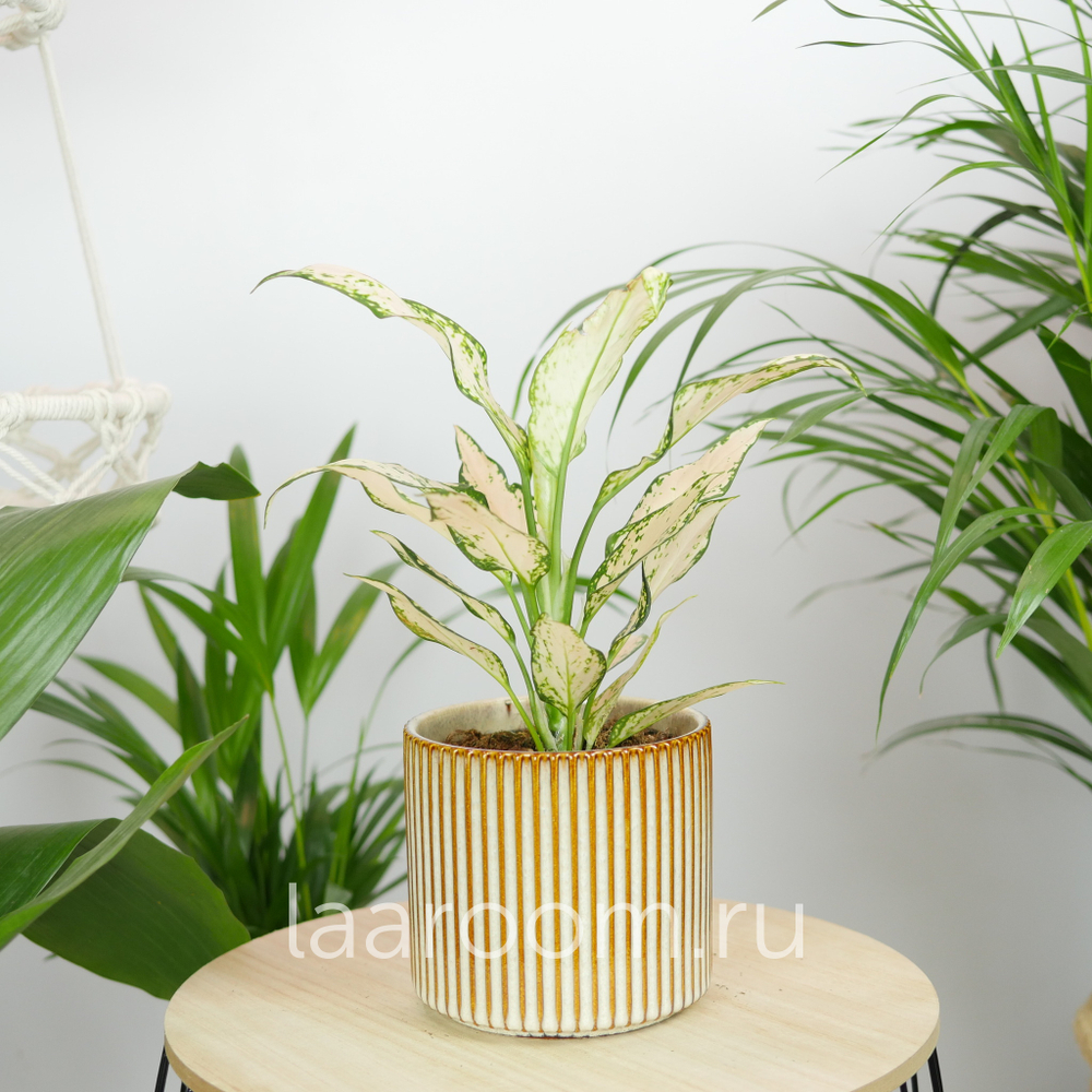 Аглонема Ванилла Бэби 12/35