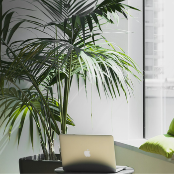 Озеленение и уход