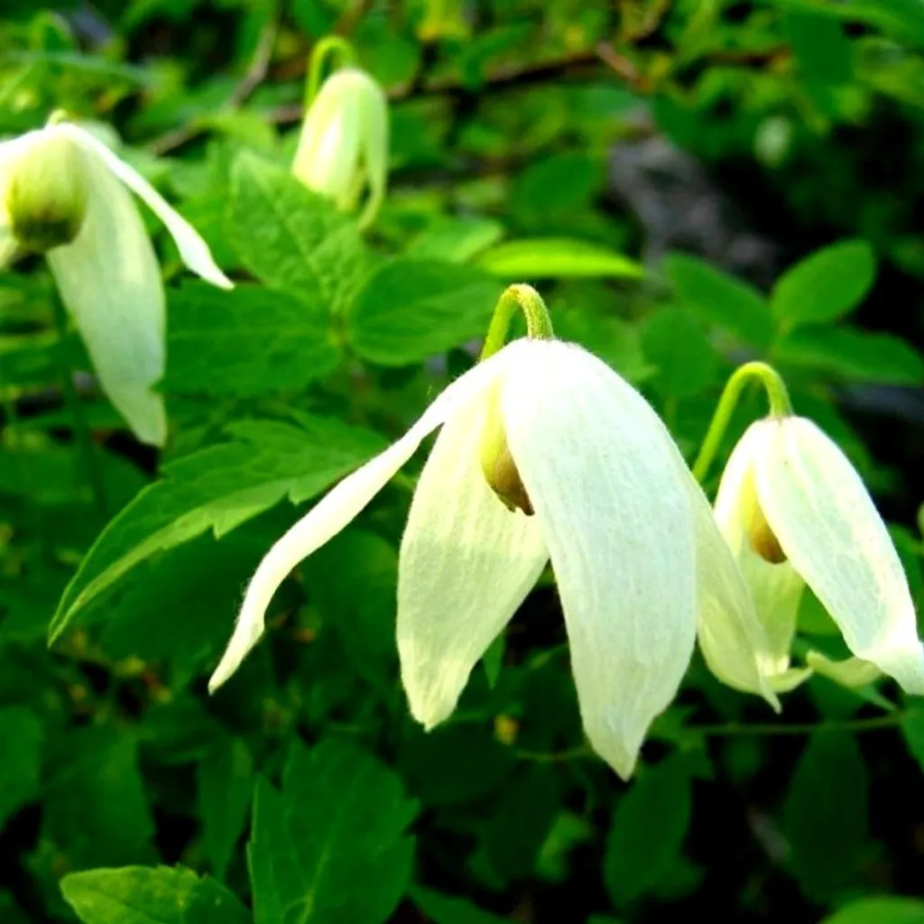 Княжик сибирский (побеги)