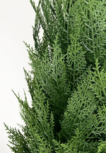 Туя искусственная Западная (Можжевельник)