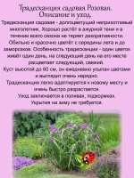 Традесканция садовая Розовая многолетняя цветущая